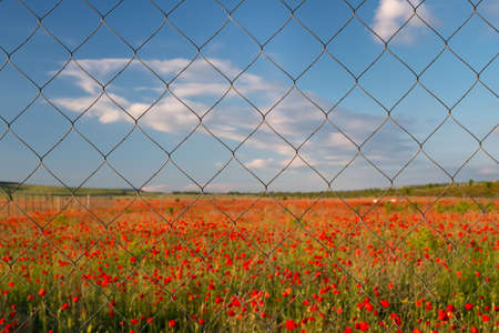 A blurred landscape with a red poppy field behind a mesh chain link fence.の写真素材