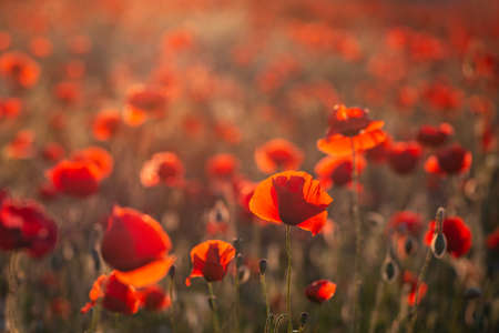 Red poppies at sunset with selective focus and bokeh background.の写真素材