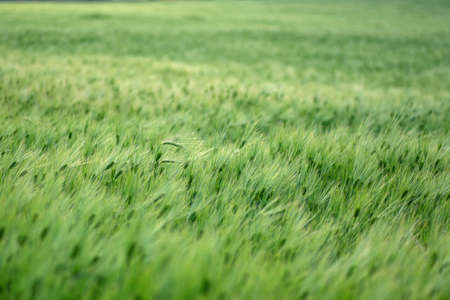 A green spring field of cereals with a selective focus.