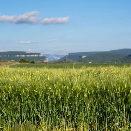 Beautiful green barley field with selective focus and blue sky and mountains blurred background.の写真素材