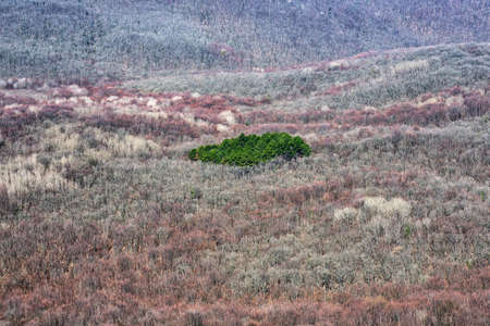 Top view of a green pine grove in a bare late autumn forest.の写真素材
