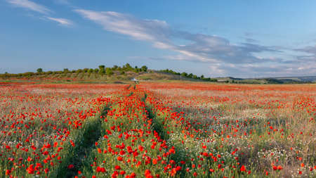 An overgrown road through a red poppy field, horizontally, panoramic.の写真素材