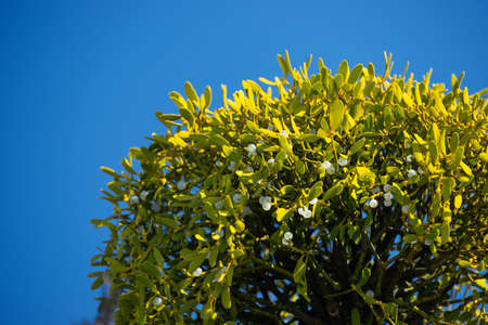 Fragment of a european mistletoe plant with white berries on a blue sky background, selective focus.の写真素材