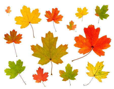 A set of autumn red, yellow, green maple leaves, isolated on a white background.の写真素材