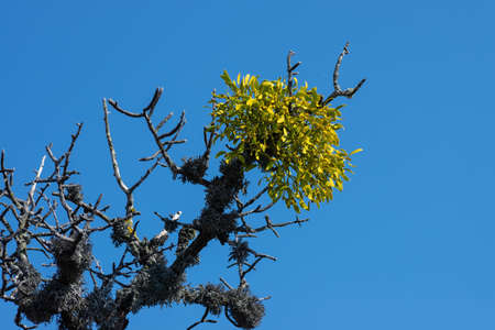 A bare branch with a mistletoe plant on a blue sky background.の写真素材