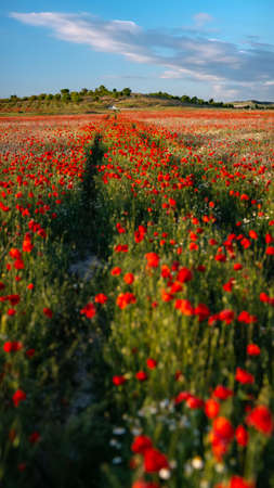 An overgrown road through a blooming red poppy field, blurred foreground, vertically panoramic.の写真素材
