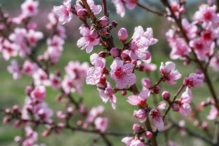 Close-up view of a flowering peach tree branch.の写真素材