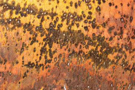 Natural stone background. A full-screen close-up texture of a brown-orange-yellow petrified wood from the Black sea coast.の写真素材
