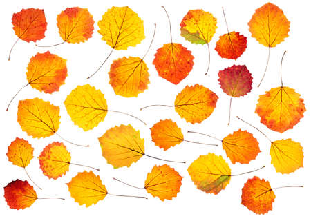 A set of bright autumn aspen leaves with backlight, isolated on a white background.の写真素材
