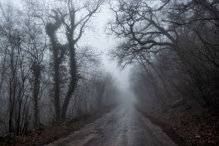 An old dilapidated asphalt road through a bare foggy forest.の写真素材
