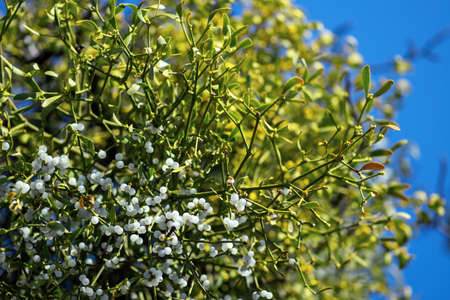 Close-up view of a mistletoe plant with a selective focus on white berries.の写真素材