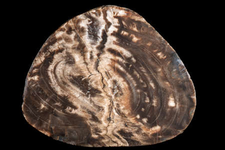 A geological sample of a slice of a brown silicified petrified wood with yearly rings on a black background.の写真素材