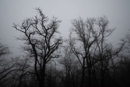 Bare trees in a dense fog.の写真素材