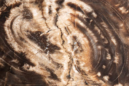 Natural stone background. A full-screen close-up of the texture of brown silicified petrified wood with annual rings.の写真素材
