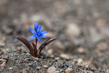 A single Siberian squill (Scilla siberica) blue flower on the bare ground in early spring, selective focus, bokeh background.の写真素材
