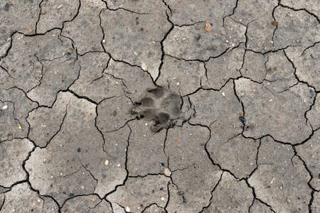 A single dog's footprint on the cracked ground.の写真素材