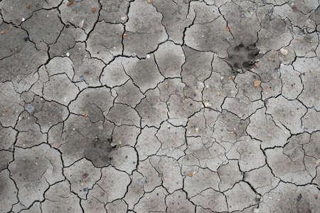 Two dog footprints on the cracked ground.の写真素材