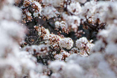 Blooming blackthorn (prunus spinosa) with selective focus, bokeh foreground.の写真素材