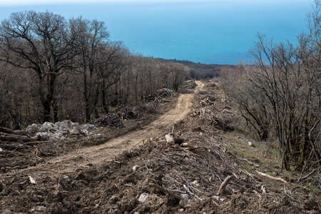 Deforestation for road construction in early spring.の写真素材