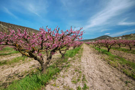 Rows of flowering peach trees in the early spring orchard.の写真素材