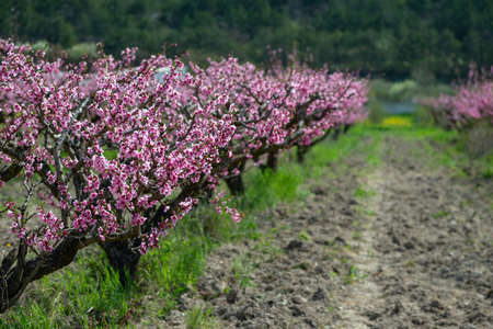 A blooming pink peach garden with selective focus and a blurred background.の写真素材