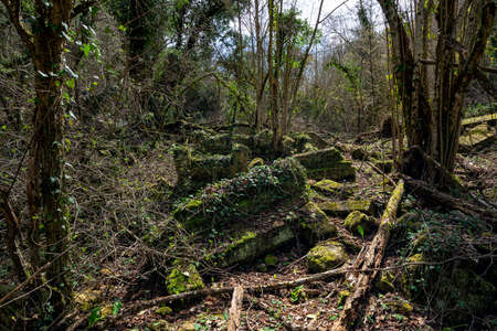 Overgrown tombstones of an ancient cemetery in the forest.の写真素材