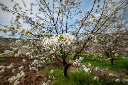 A blooming cherry orchard in spring with a selective focus on the foreground flowers.の写真素材
