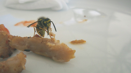 Wasp eating food from the plateの写真素材