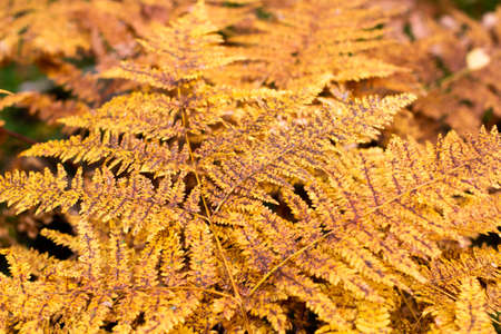 Autumn orange colorful fern background. Floral abstract backdrop. Fall colors.の写真素材