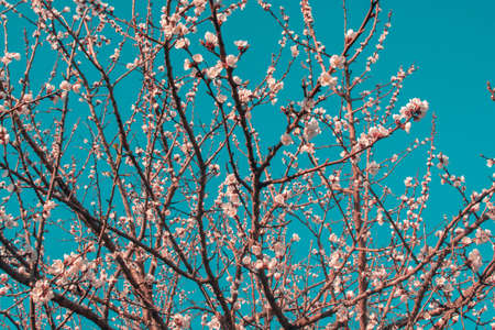 Fashionable vibrant color background with spring blooming moodの写真素材