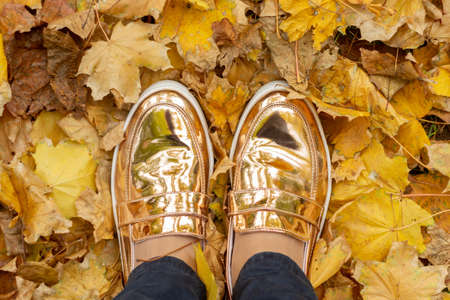 Autumn mood for walking in park or forest in golden colorsの写真素材