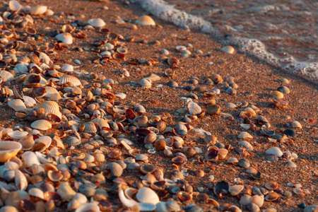 marine shells on the beach with small sea wave during sunset lights