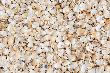 Many white sea shells with yellow and orange color background. Marine or summer holiday concept