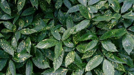 Close up view of green leaves with yellow dots background.の写真素材