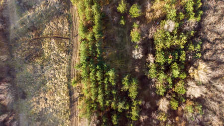 Drone view landscape of autumn forest, path and wild field with dry grass in sunset light.