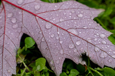 Close up view of rain drops on autumn leafの写真素材