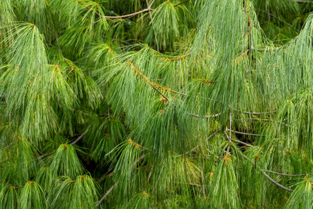 close up of green pine needles backgroundの写真素材