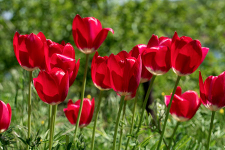 Bright red tulips growing in the garden in sun light.の写真素材