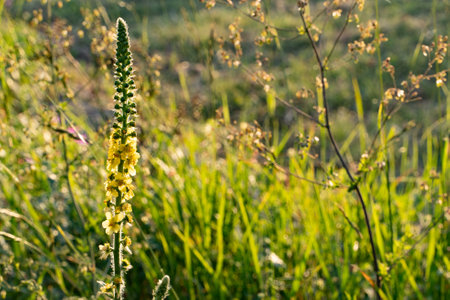 Wild grass with some flowers in the field