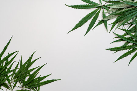 Cannabis leaves on white background with copy space, top viewの写真素材