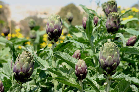 Artichoke crops in a field in Maltaの写真素材