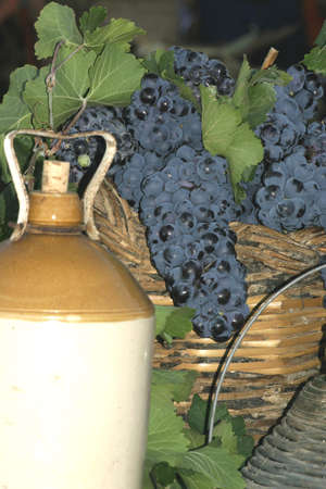 Wine display showing grapes and old wine barrels.の写真素材