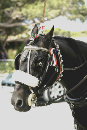 A close up of a horse's head. Horse is decorated.の写真素材