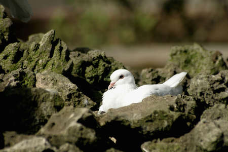 White pigeon on rocks, probably hatching eggs.の写真素材