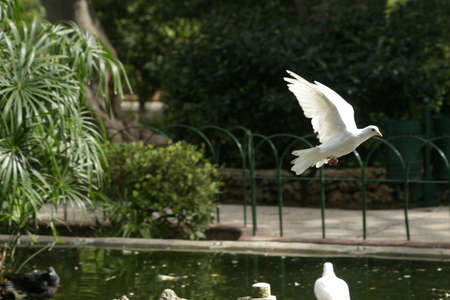 A flying white Pigeonの写真素材