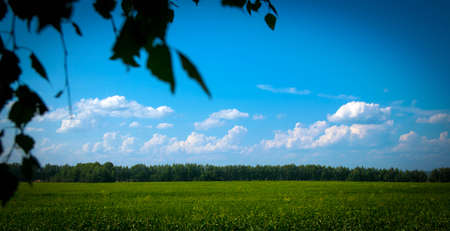 blue sky green grass and birch leavesの写真素材