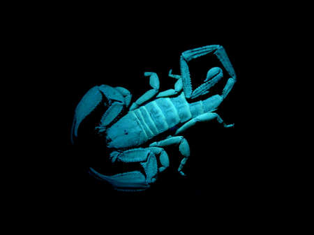 Scorpion glowing under blacklightの写真素材