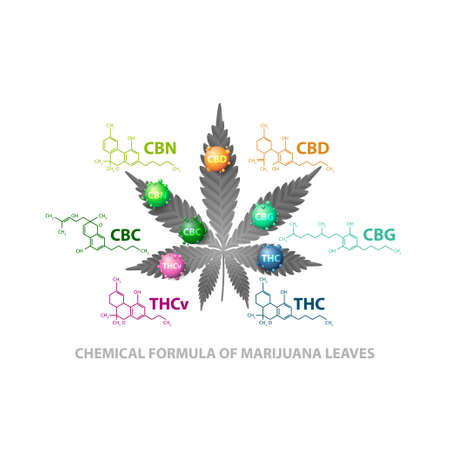 Chemical formulas of natural cannabinoids. Leaf of cannabis with 3D molecules and infographic of chemical formulas of cannabinoidsのイラスト素材