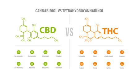 CBD vs THC, list of differences with icons and chemical formulas. White banner with comparison CBD and THC.のイラスト素材