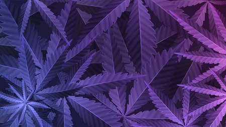 Purple leafs of cannabis plant, wallpaper with marijuana plant, top view.の写真素材